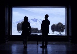 Sally and Glen look at the buffalo at the natural history museum.